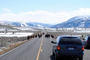 Yellowstone traffic jam.  In addition to the ever-present bison, we saw herds of elk and pronghorn, a coyote, and, according to the ranger, the season's first black bear. 